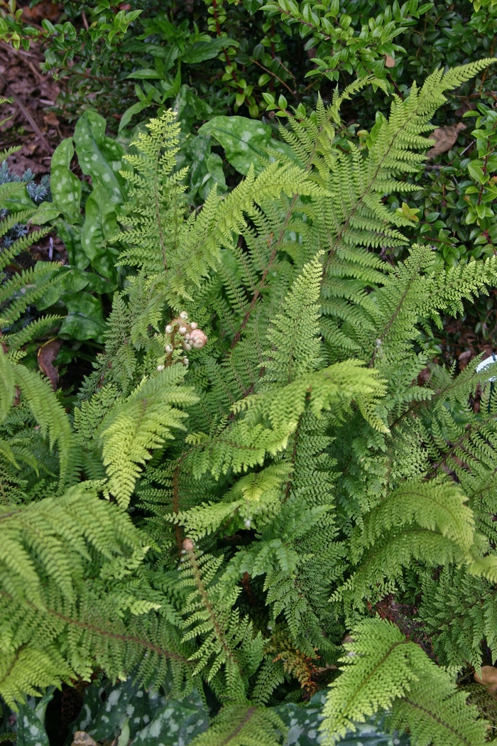 Fern 'Soft Shield' - Polystichum divisilobum from The Flower Spot Fern 'Soft Shield' - Polystichum divisilobum from The Flower Spot
