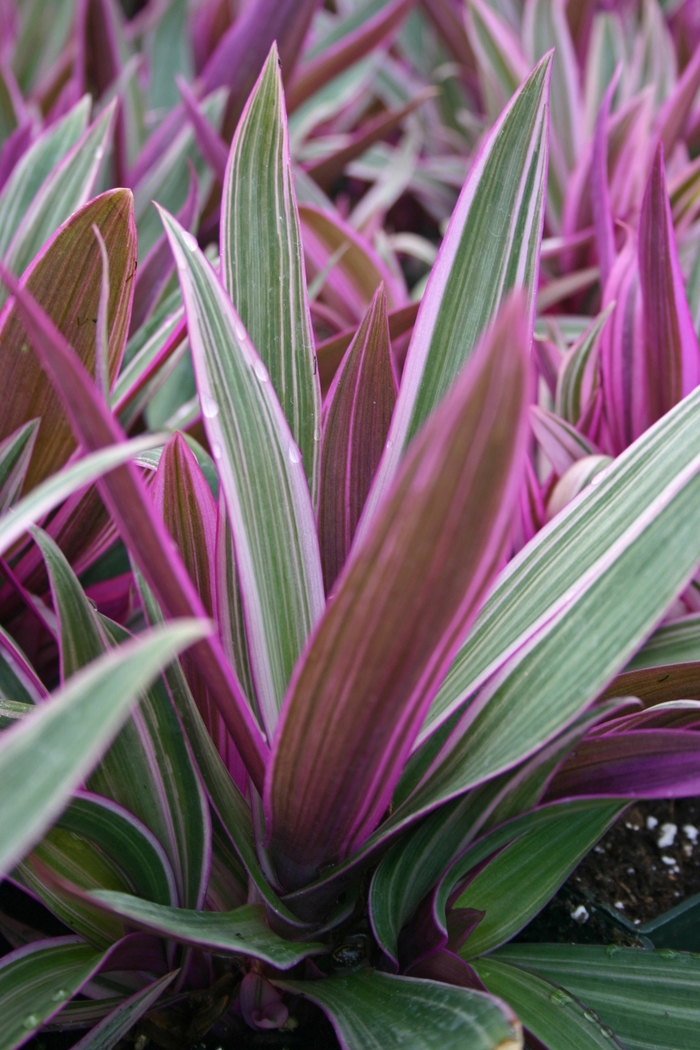 Tradescantia 'Moses-In-A-Boat' - Tradescantia discolor from The Flower Spot Tradescantia 'Moses-In-A-Boat' - Tradescantia discolor from The Flower Spot