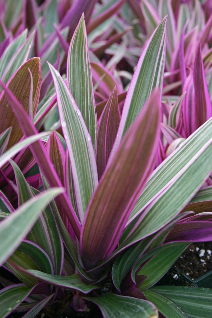 Rheo - Tradescantia discolor from The Flower Spot