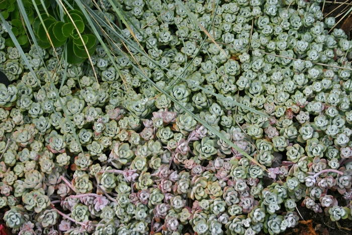 Stonecrop 'Cape Blanco' - Sedum spathulifolium from The Flower Spot