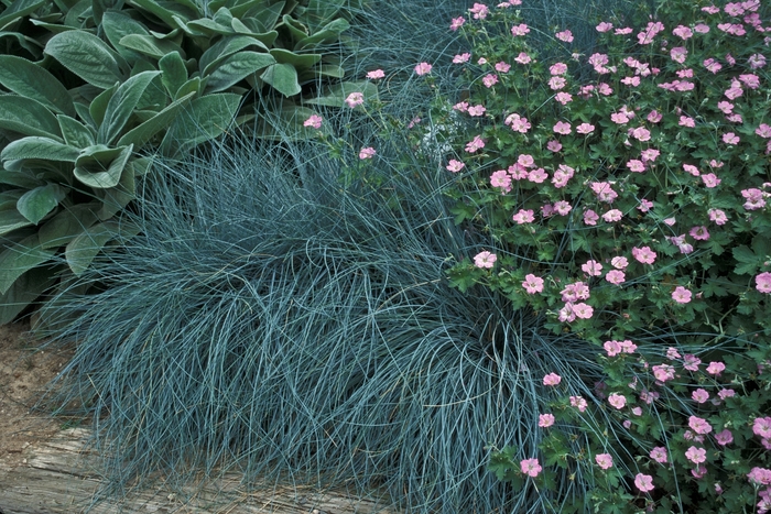 Fescue 'Siskiyou Blue' - Festuca idahoensis from The Flower Spot