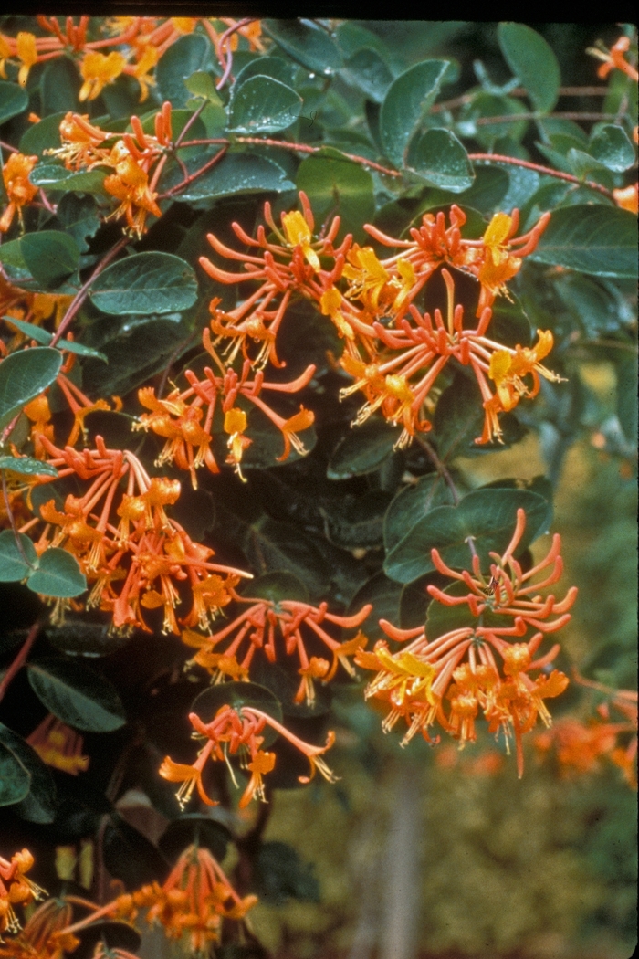 Honeysuckle 'Mandarin' - Lonicera from The Flower Spot Honeysuckle 'Mandarin' - Lonicera from The Flower Spot