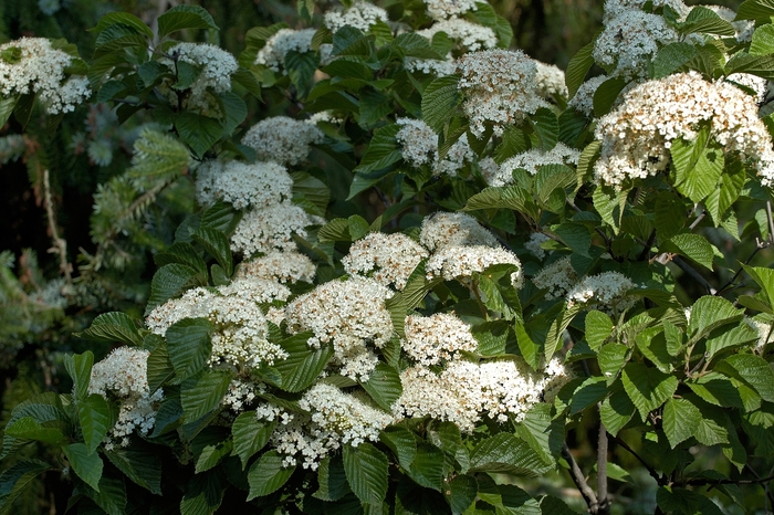 Cardinal Candy® - Viburnum dilatatum from The Flower Spot Cardinal Candy® - Viburnum dilatatum from The Flower Spot