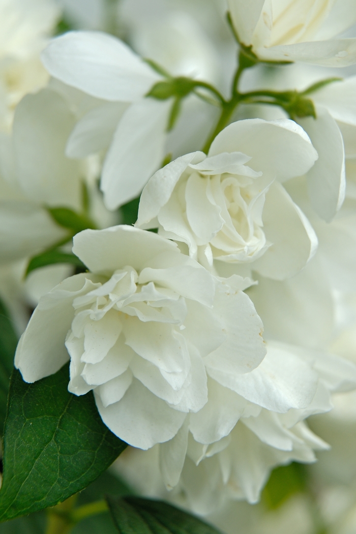 Mock Orange 'Snowbelle' - Philadelphus from The Flower Spot Mock Orange 'Snowbelle' - Philadelphus from The Flower Spot