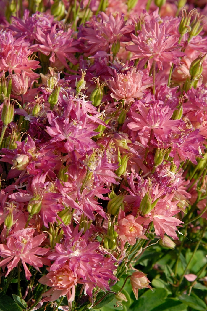 Columbine 'Clementine Salmon Rose' - Aquilegia vulgaris from The Flower Spot
