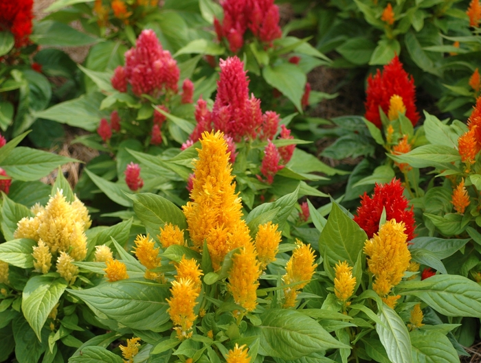 Feather Cockscomb - Celosia argentea var. plumosa 'Ice Cream Mix' from The Flower Spot