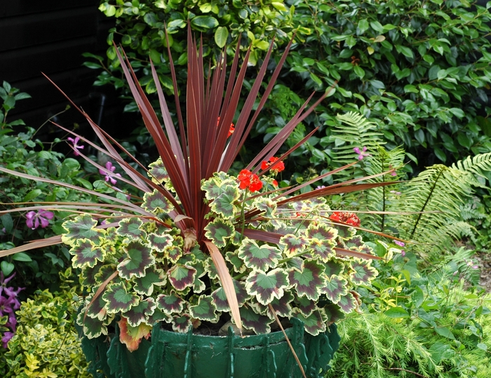 Dracaena 'Red Sensation' - Cordyline australis (Spike) from The Flower Spot
