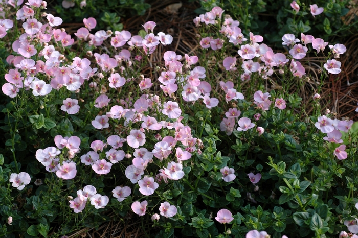 Diascia 'Light Pink' - Diascia barberae (Twinspur) from The Flower Spot
