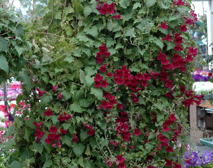 Lofos 'Multiple Varieties' - Lophospermum scandens from The Flower Spot Lofos 'Multiple Varieties' - Lophospermum scandens from The Flower Spot