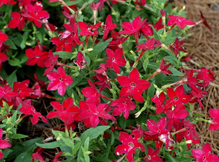 Nicotiana 'Saratoga Red' - Nicotiana x alata (Flowering Tobacco) from The Flower Spot Nicotiana 'Saratoga Red' - Nicotiana x alata (Flowering Tobacco) from The Flower Spot