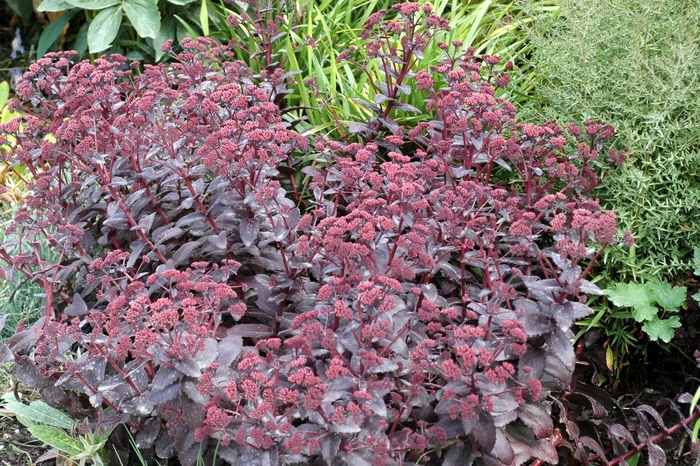 Stonecrop 'Purple Emperor' - Sedum from The Flower Spot