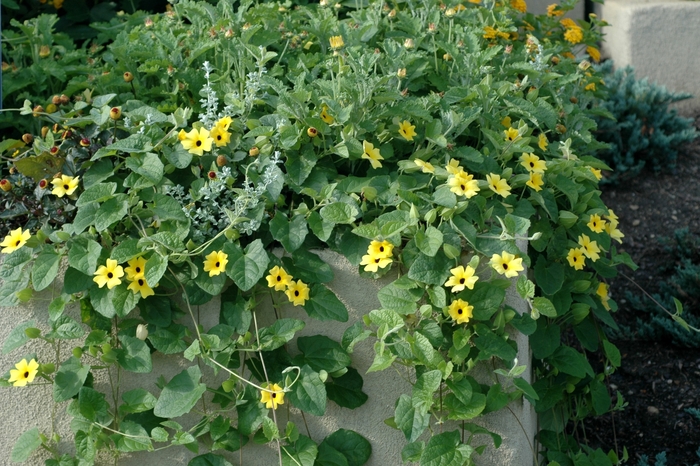 Thunbergia 'Sunny Susie Yellow' - Thunbergia alata (Black-eyed Susan Vine) from The Flower Spot
