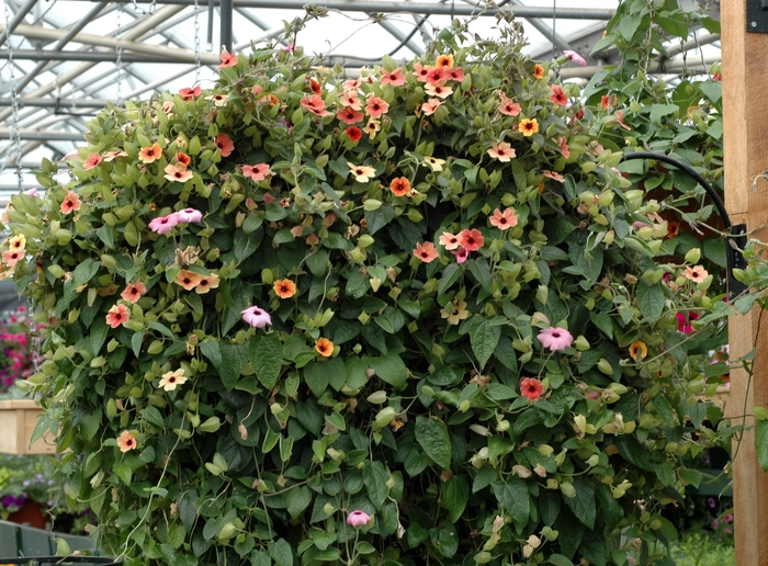 Thunbergia 'Sunny Susie Amber Stripes' - Thunbergia alata (Black-eyed Susan Vine) from The Flower Spot Thunbergia 'Sunny Susie Amber Stripes' - Thunbergia alata (Black-eyed Susan Vine) from The Flower Spot