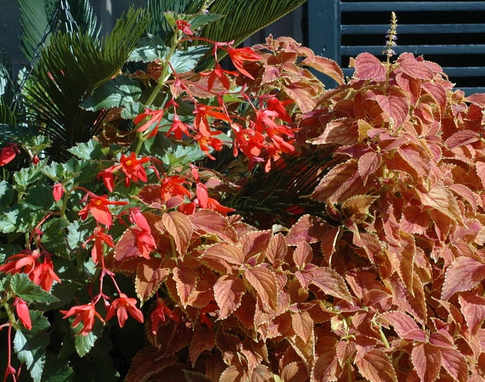 Trailing Begonia - Begonia boliviensis from The Flower Spot
