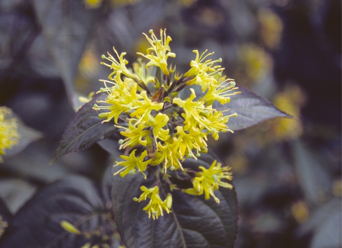 Firefly Nightglow Diervilla - Diervilla sessilifolia from The Flower Spot