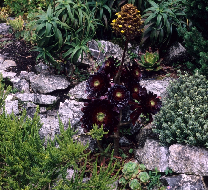 Thickleaf Aonium - Aeonium arboreum 'Atropurpureum' from The Flower Spot