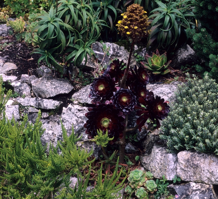 Aeonium 'Atropurpureum' - Aeonium arboreum from The Flower Spot Aeonium 'Atropurpureum' - Aeonium arboreum from The Flower Spot