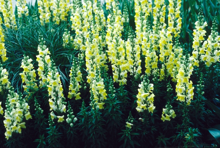 Snapdragon - Antirrhinum majus 'Liberty Yellow' from The Flower Spot