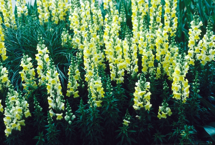 Snapdragon - Antirrhinum majus 'Liberty Yellow' from The Flower Spot Snapdragon - Antirrhinum majus 'Liberty Yellow' from The Flower Spot