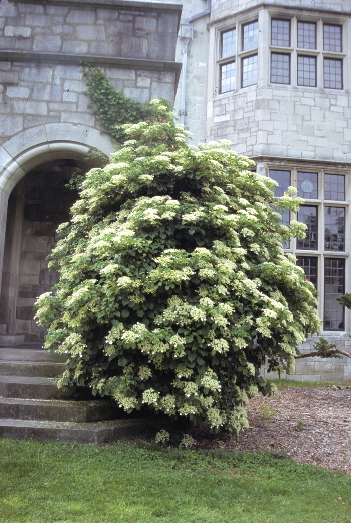 Hydrangea 'Climbing' - Hydrangea anomala subsp. petiolaris from The Flower Spot