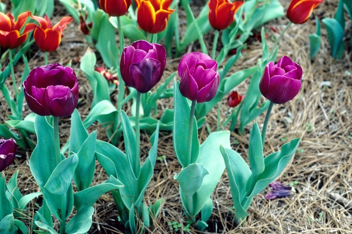 Tulip 'Multiple Varieties' - Tulipa from The Flower Spot