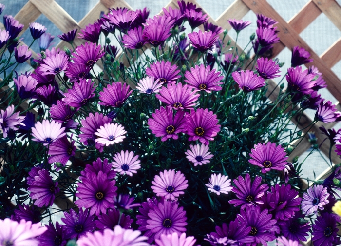 Osteospermum 'Astra Purple' - Osteospermum (African Daisy) from The Flower Spot Osteospermum 'Astra Purple' - Osteospermum (African Daisy) from The Flower Spot
