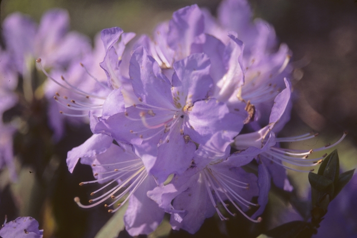 Rhododendron 'Blue Diamond' - Rhododendron from The Flower Spot