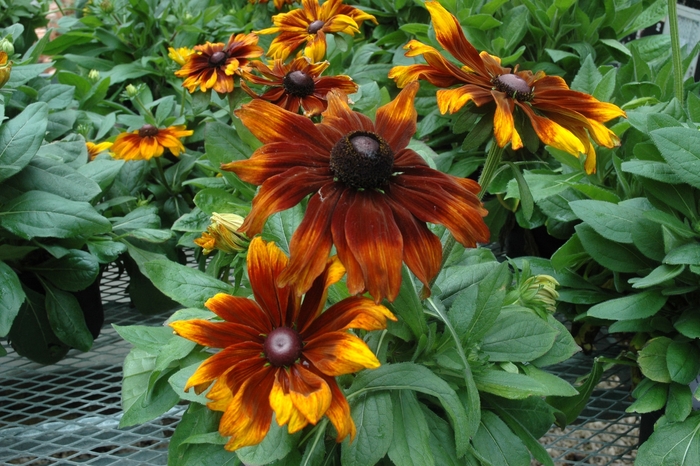 Rudbeckia 'Autumn Colors' - Rudbeckia hirta (Black Eyed Susan) from The Flower Spot Rudbeckia 'Autumn Colors' - Rudbeckia hirta (Black Eyed Susan) from The Flower Spot