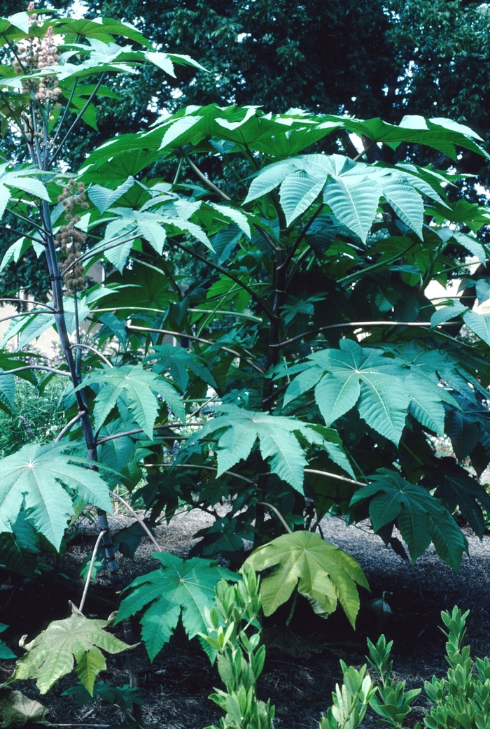 Castor Bean - Ricinus communis from The Flower Spot Castor Bean - Ricinus communis from The Flower Spot