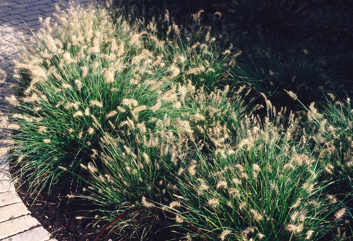 Bunny Tails Grass - Pennisetum alopecuroides from The Flower Spot