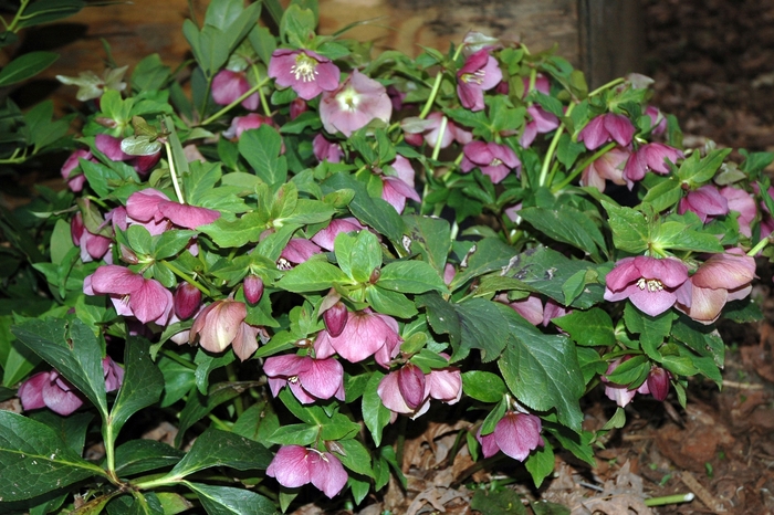 Helleborus Lenten Rose Plant Royal Heritage Blooming Now Helleborus Lenten Rose Plant Royal Heritage Blooming Now