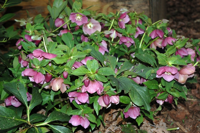 Lenten Rose - Helleborus orientalis 'Royal Heritage' from The Flower Spot