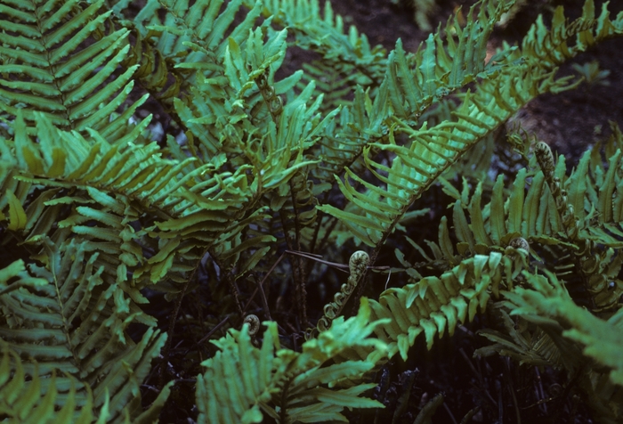 Deer Fern - Blechnum spicant from The Flower Spot