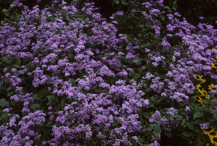 Ageratum - Floss Flower from The Flower Spot