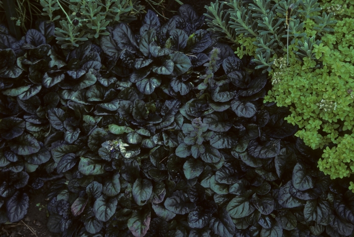  Bugleweed 'Atropurpurea' - Ajuga reptans from The Flower Spot