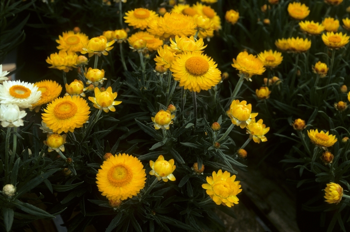 Strawflower - Bracteantha 'Mohave' from The Flower Spot Strawflower - Bracteantha 'Mohave' from The Flower Spot