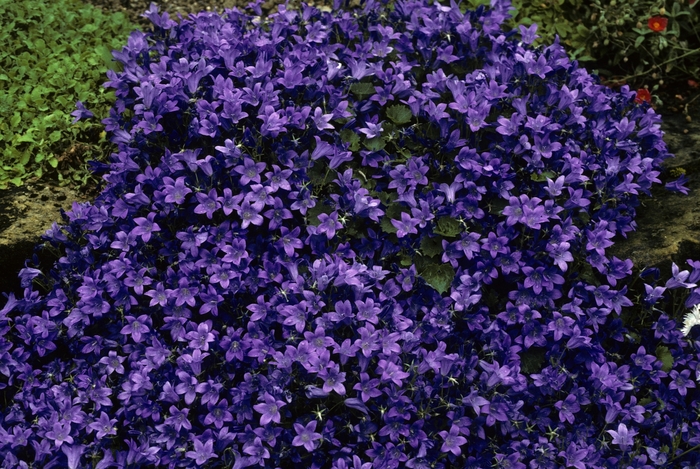 Bellflower 'Birch Hybrid' - Campanula from The Flower Spot
