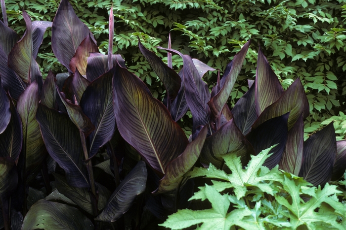 Canna Lily - Canna x generalis 'King Humbert' from The Flower Spot Canna Lily - Canna x generalis 'King Humbert' from The Flower Spot