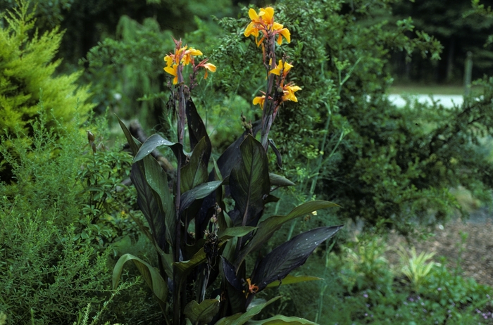 Canna Lily - Canna x generalis 'Wyoming' from The Flower Spot Canna Lily - Canna x generalis 'Wyoming' from The Flower Spot