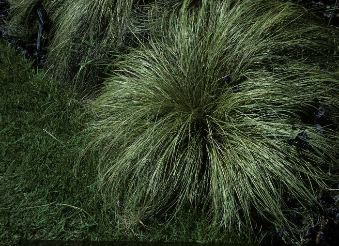 Sedge 'Frosted Curls' - Carex albula from The Flower Spot
