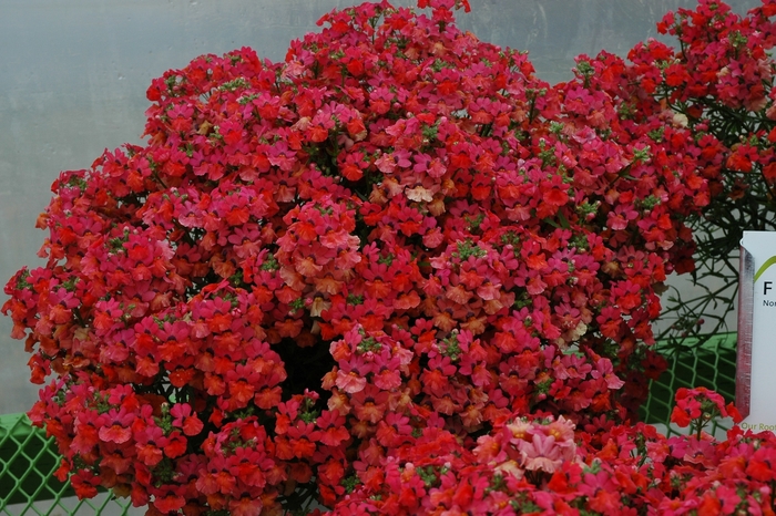 Kalanchoe - Kalanchoe blossfeldiana from The Flower Spot