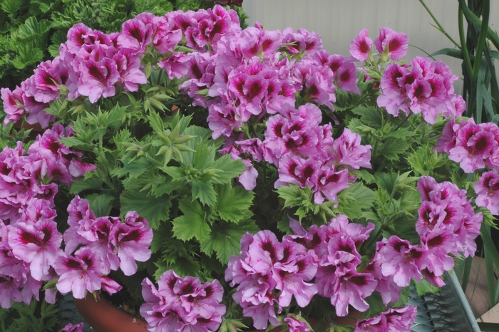 Martha Washington Geranium - Pelargonium domesticum from The Flower Spot