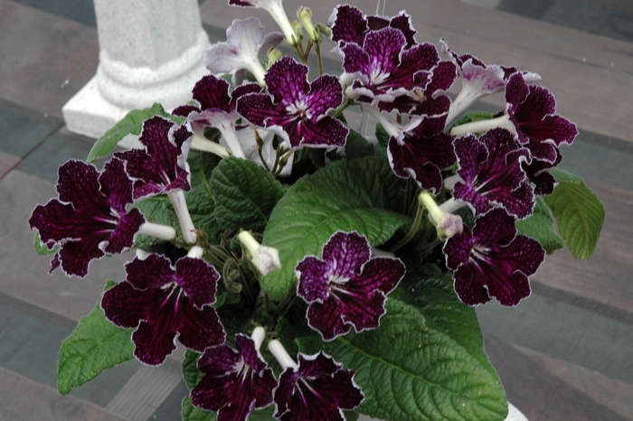 Ladyslippers - Streptocarpus from The Flower Spot Ladyslippers - Streptocarpus from The Flower Spot