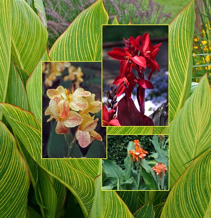 Canna Lily 'Multiple Varieties' - Canna generalis from The Flower Spot Canna Lily 'Multiple Varieties' - Canna generalis from The Flower Spot