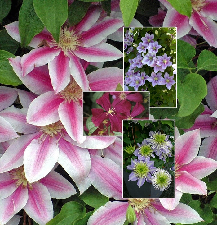 Clematis - Multiple Varieties from The Flower Spot