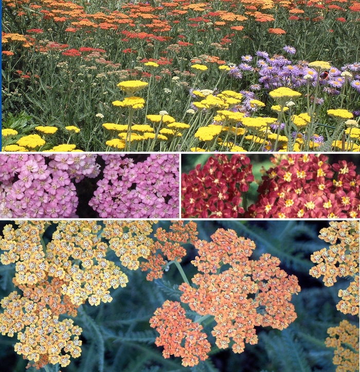 Achillea 'Multiple Varieties' - Yarrow from The Flower Spot