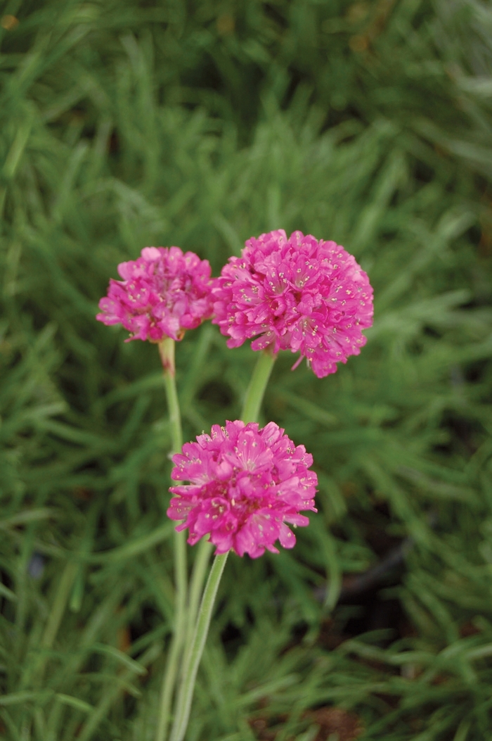 Thrift 'Dusseldorf Pride' - Armeria maritima from The Flower Spot