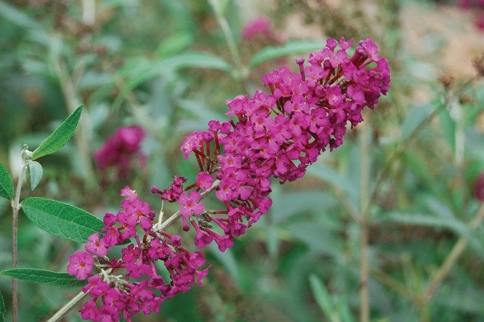 Butterfly Bush 'Royal Red' - Buddleia davidii from The Flower Spot