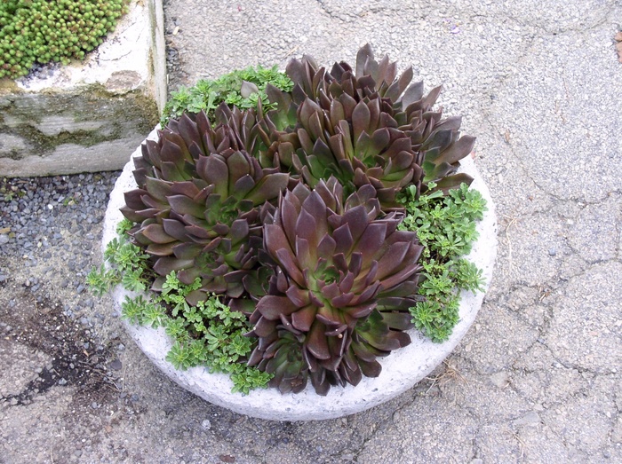 Echeveria 'Black Prince' - Echeveria from The Flower Spot Echeveria 'Black Prince' - Echeveria from The Flower Spot