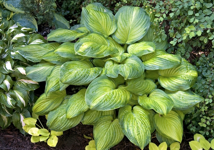 Hosta 'Guacamole' - Hosta from The Flower Spot Hosta 'Guacamole' - Hosta from The Flower Spot